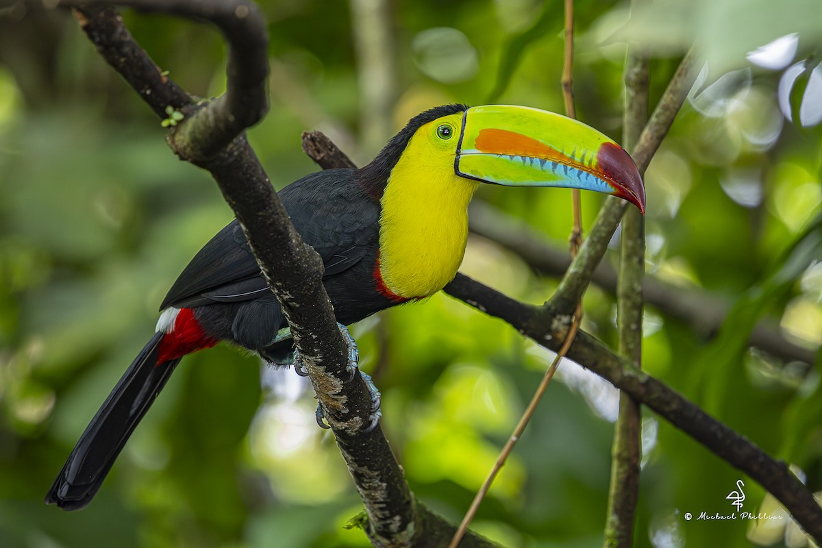 Тукан жовтогорлий - ML646802215