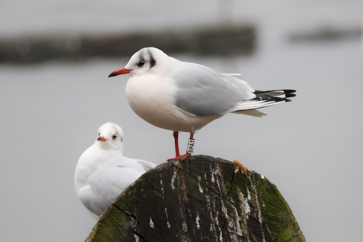 racek chechtavý - ML646802216