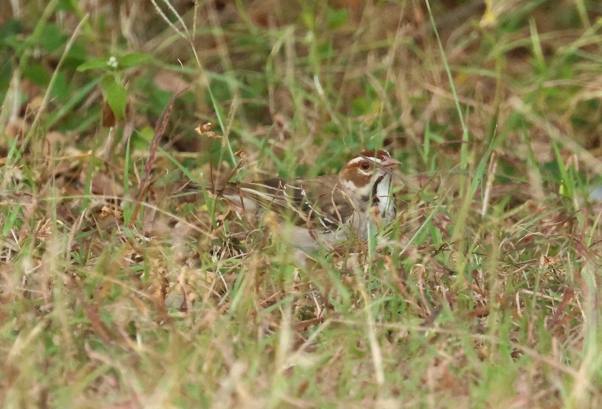 přádelník hnědohlavý - ML646802217