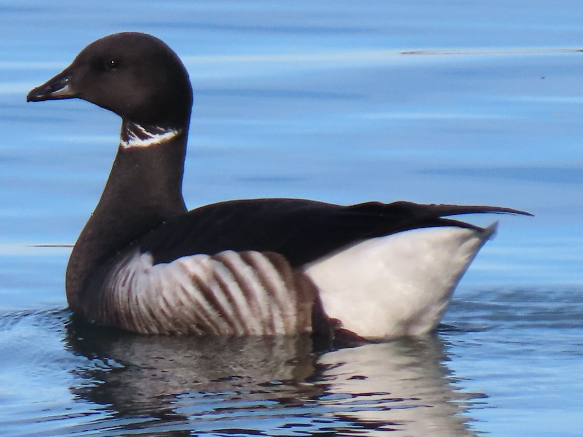 berneška tmavá - ML646802218