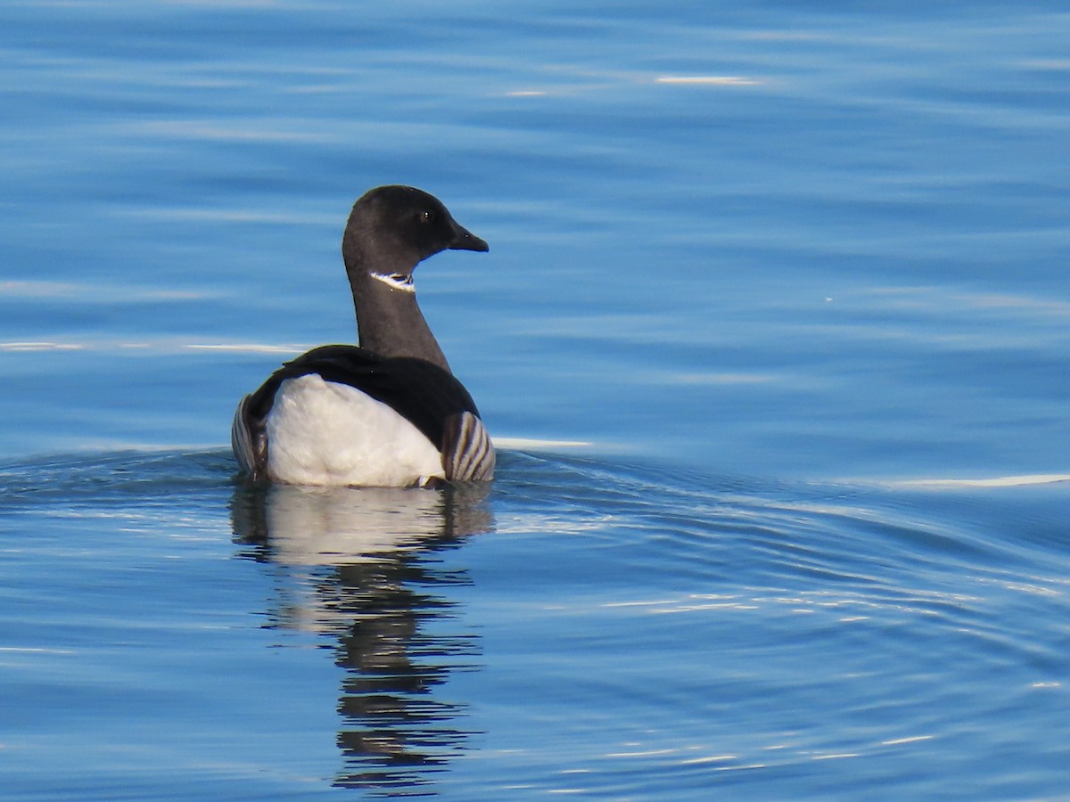 berneška tmavá - ML646802219