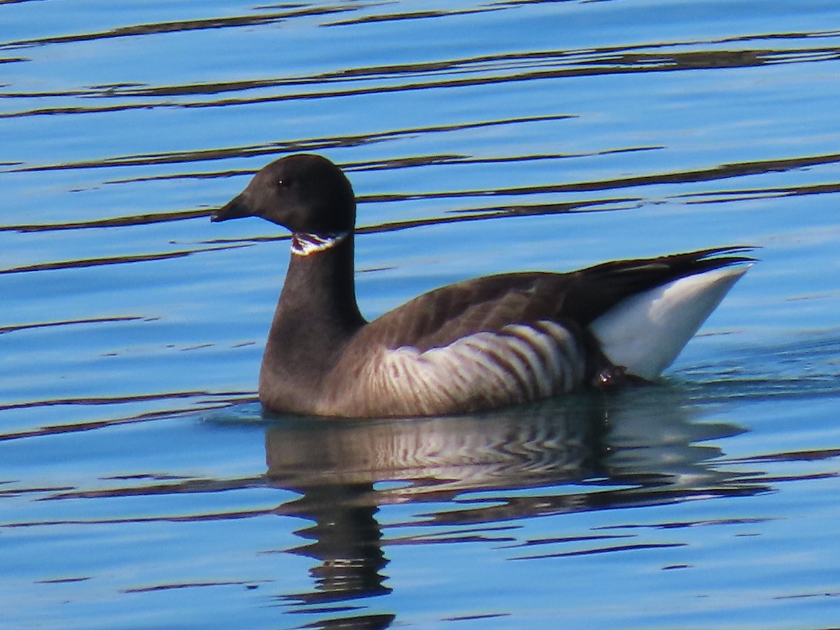 berneška tmavá - ML646802220