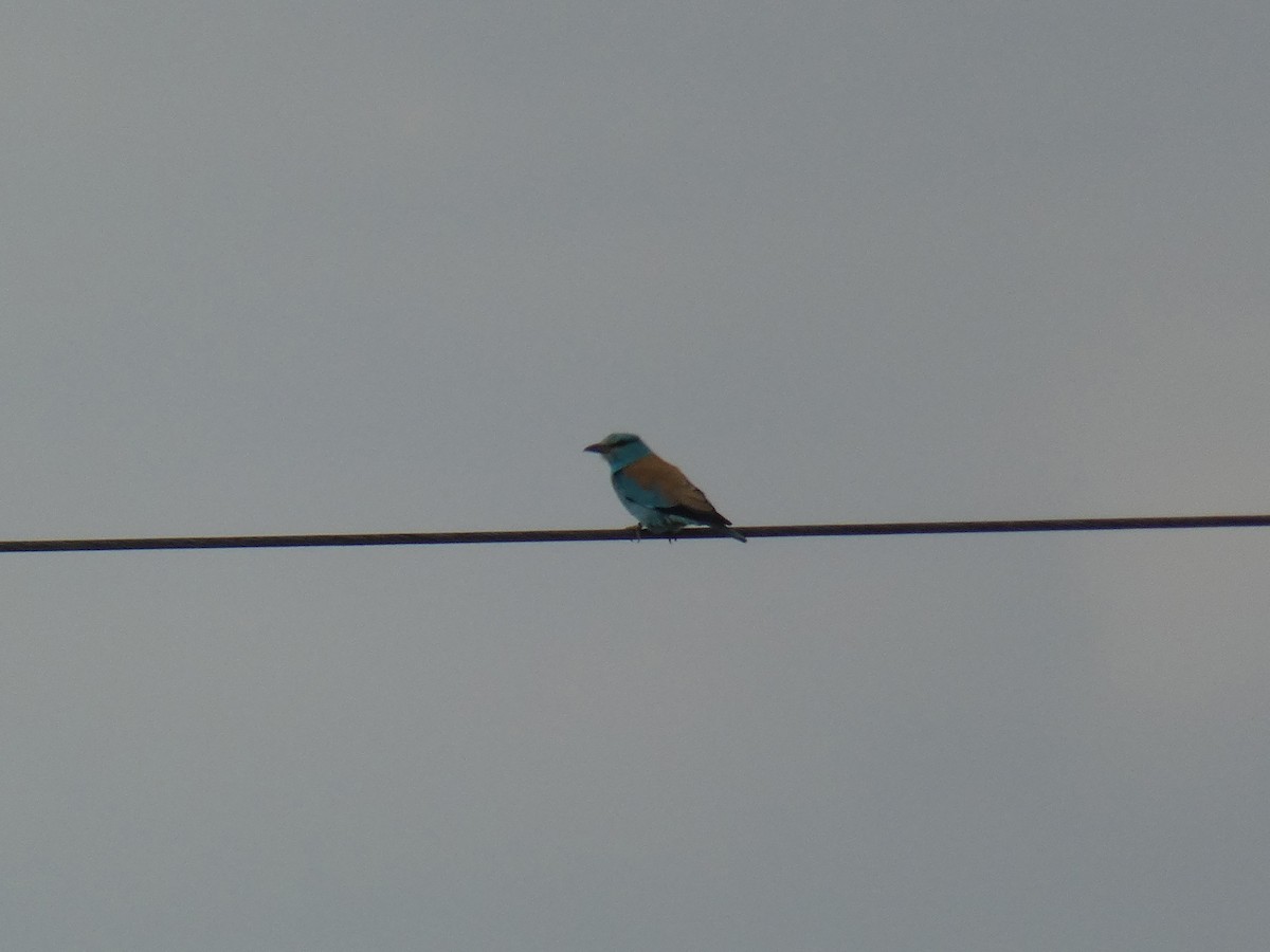 mandelík hajní - ML646802221