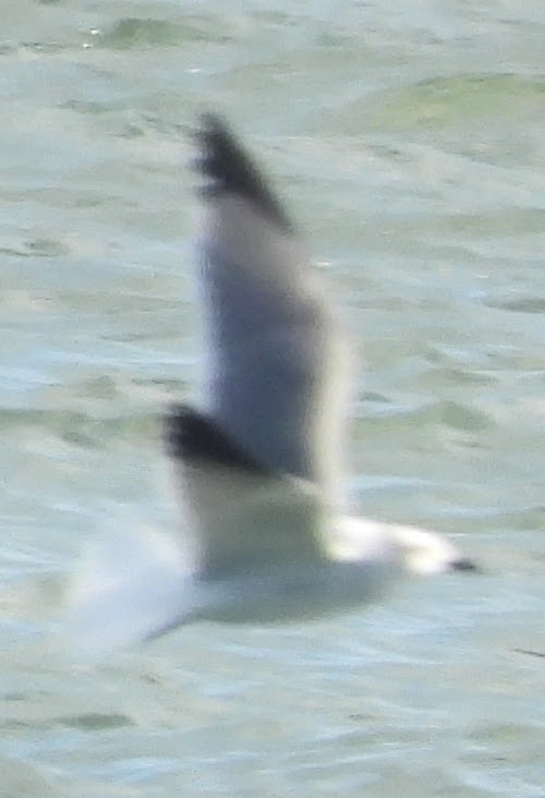 racek karibský - ML646802222