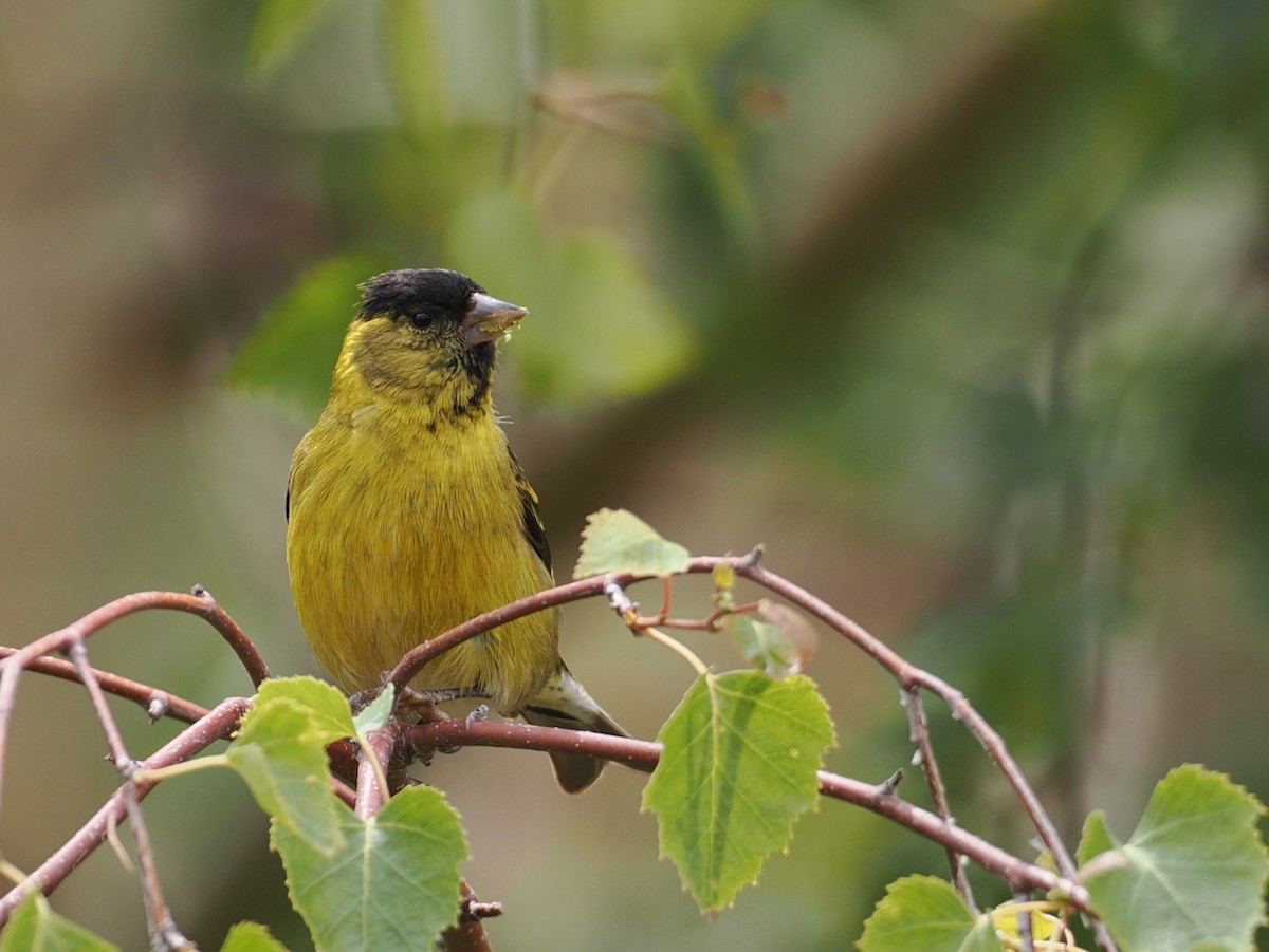 čížek vousatý - ML646802225