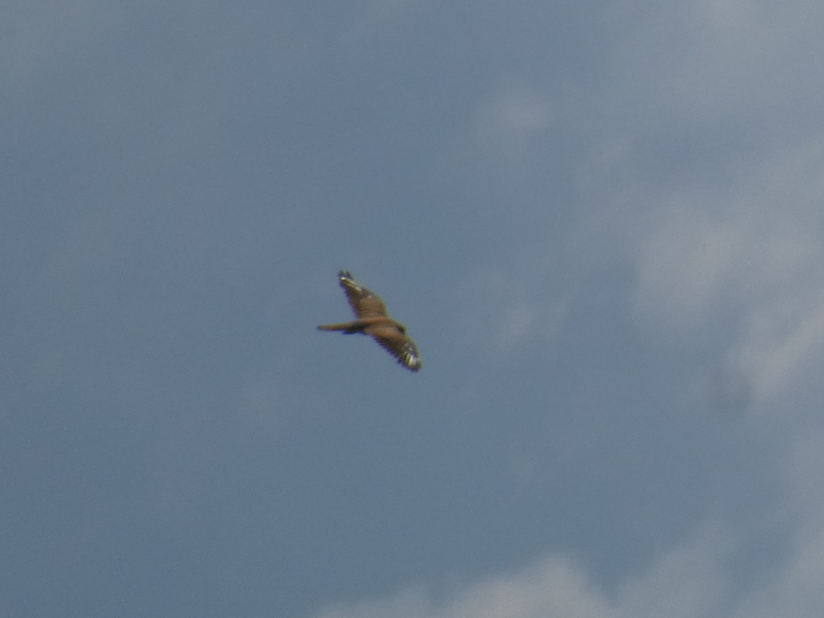 poštolka obecná - ML646802227