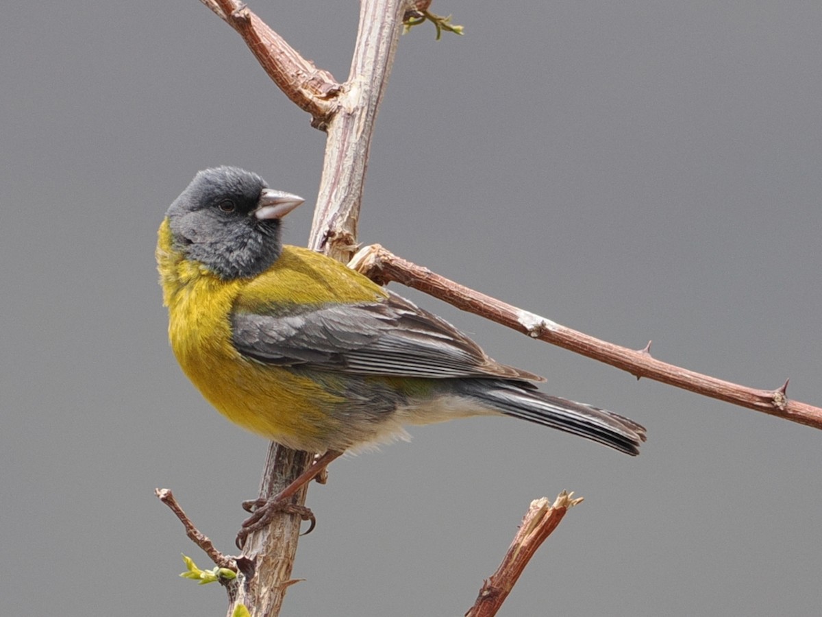 Gray-hooded Sierra Finch - ML646802230