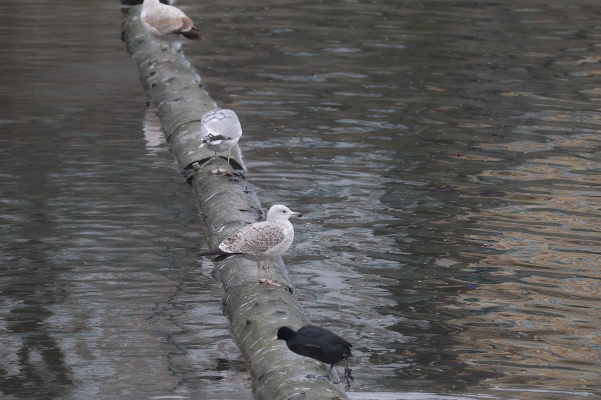 racek bělohlavý/stříbřitý/středomořský - ML646802232