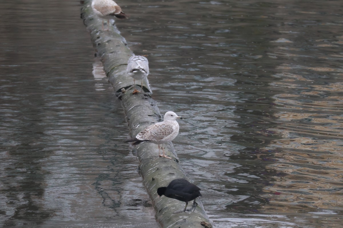 racek bělohlavý/stříbřitý/středomořský - ML646802233