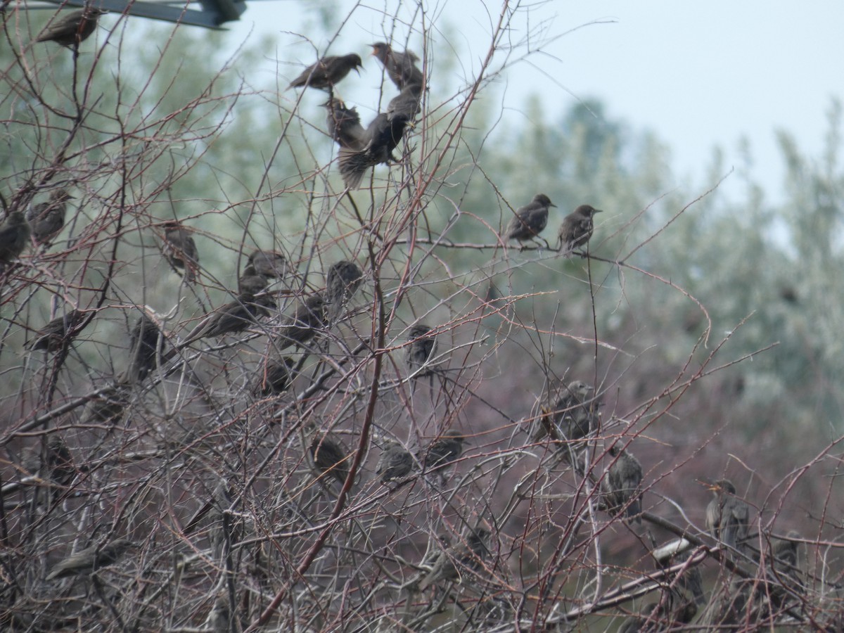 špaček obecný - ML646802234