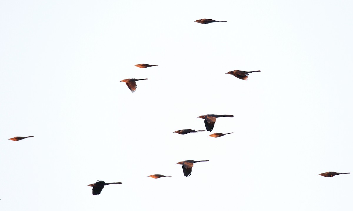 vlhovec velkoocasý - ML646802235