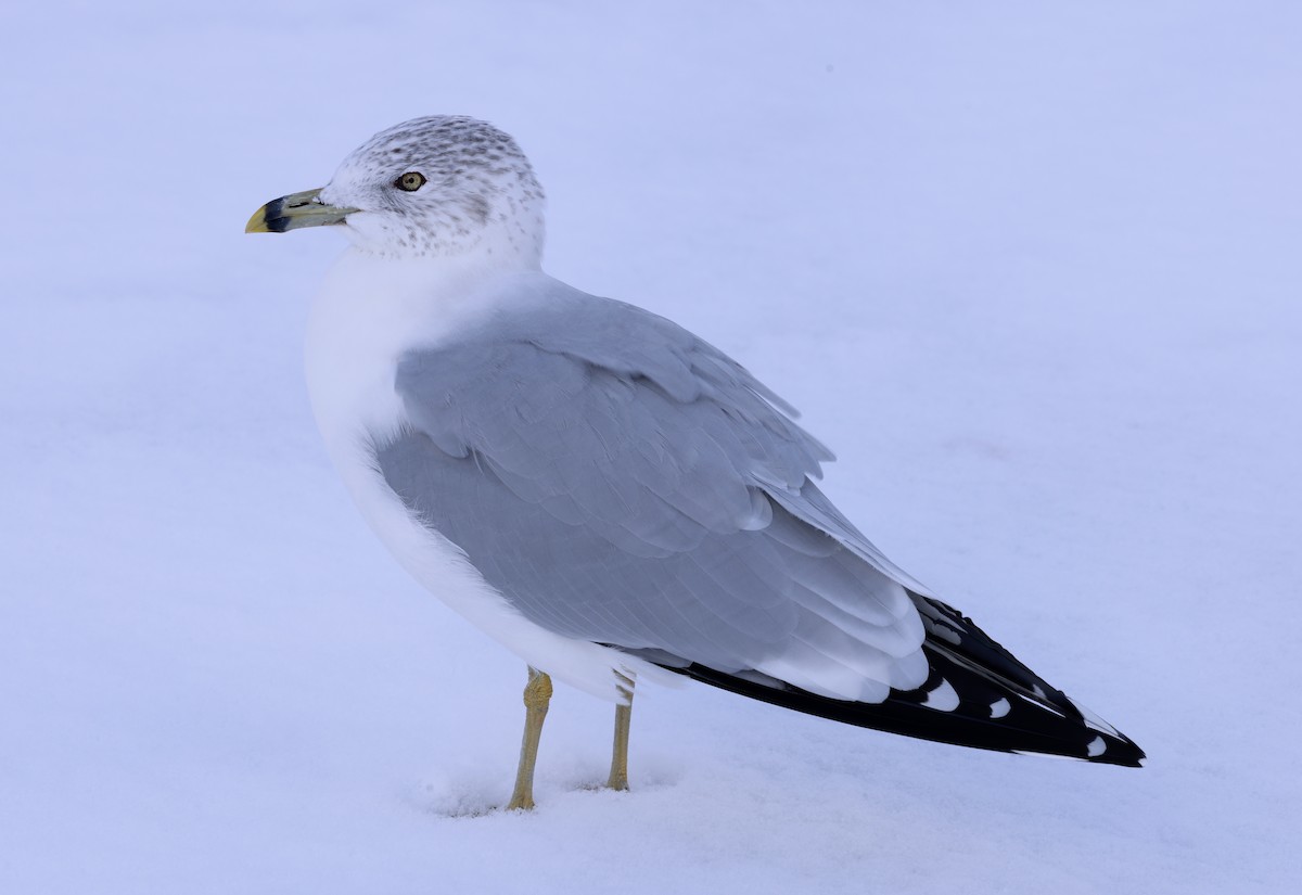 racek kroužkozobý - ML646802236