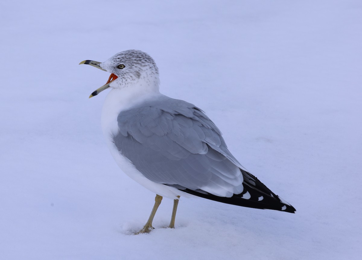 racek kroužkozobý - ML646802237