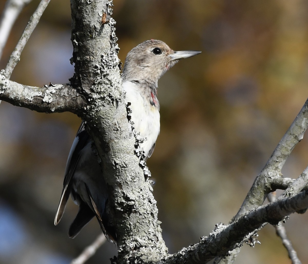 datel červenohlavý - ML646802238