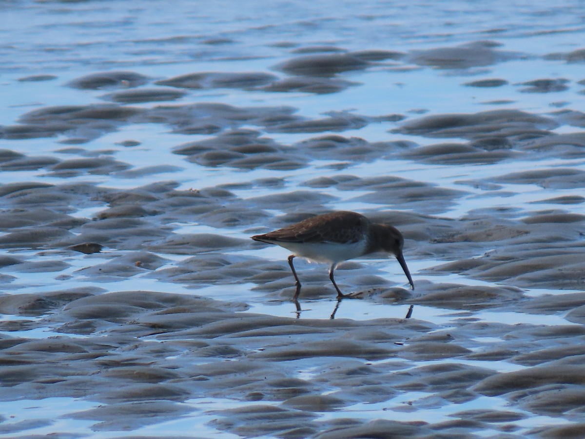 jespák obecný - ML646802240