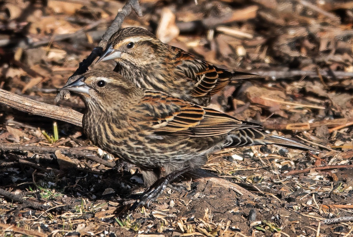 vlhovec červenokřídlý - ML646802242