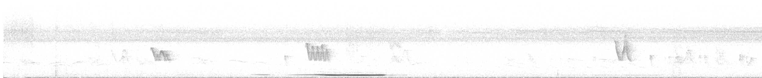 White-tipped Dove - ML646802244