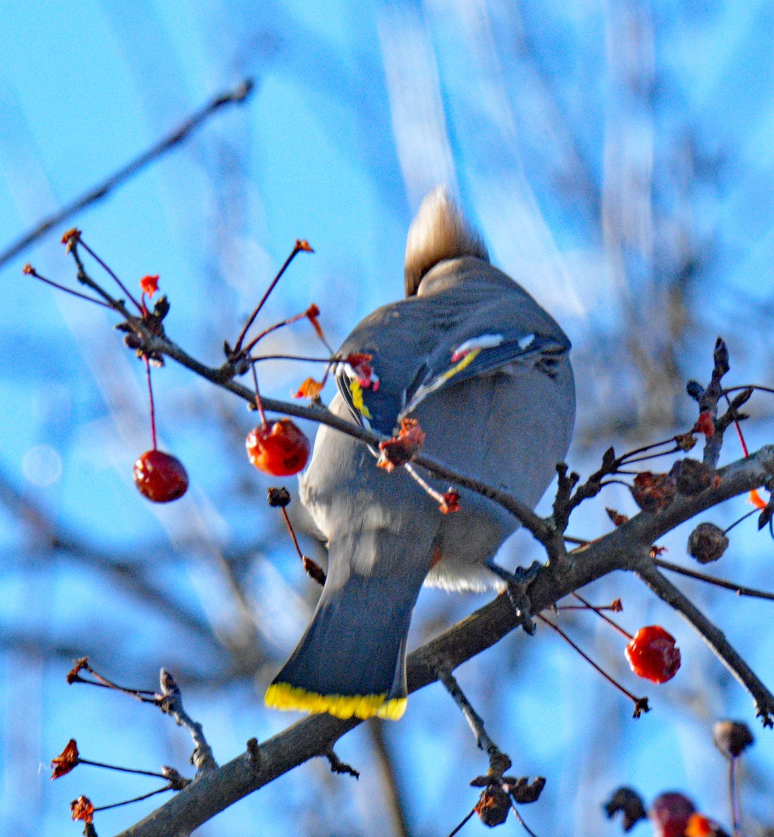 ציצנית - ML646802246