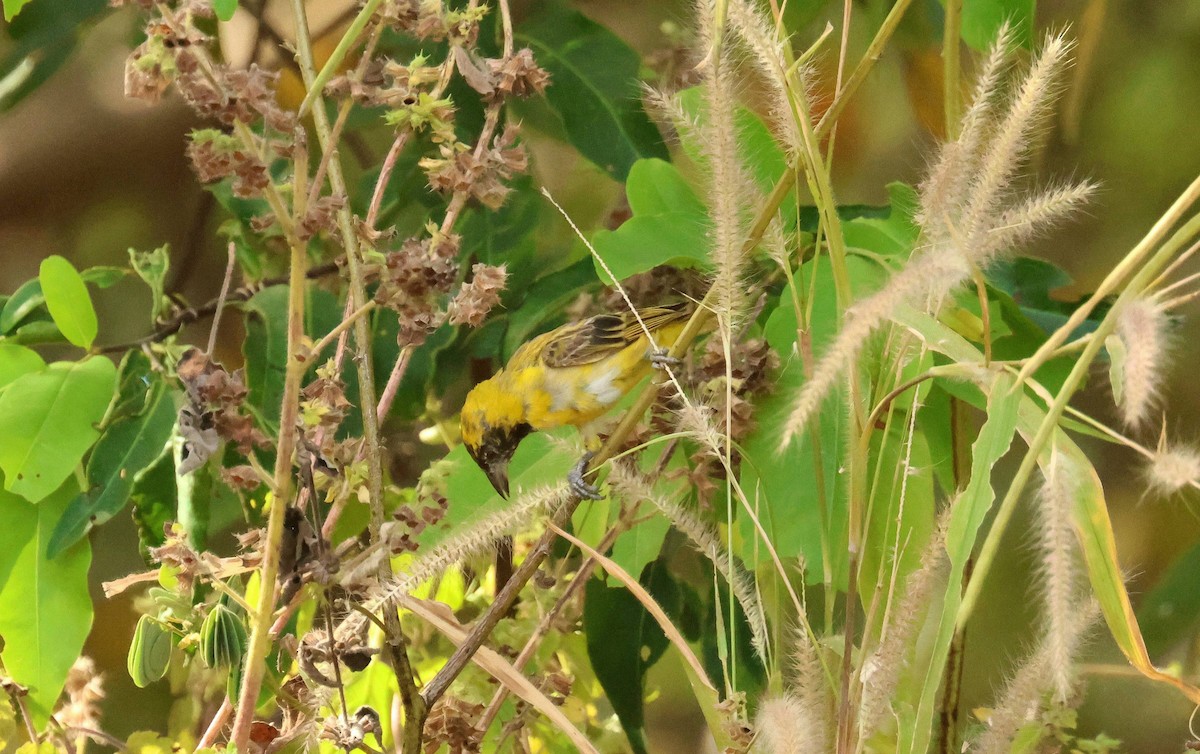 snovač malý - ML646802247