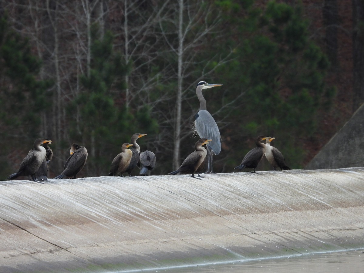 kormorán ušatý - ML646802248