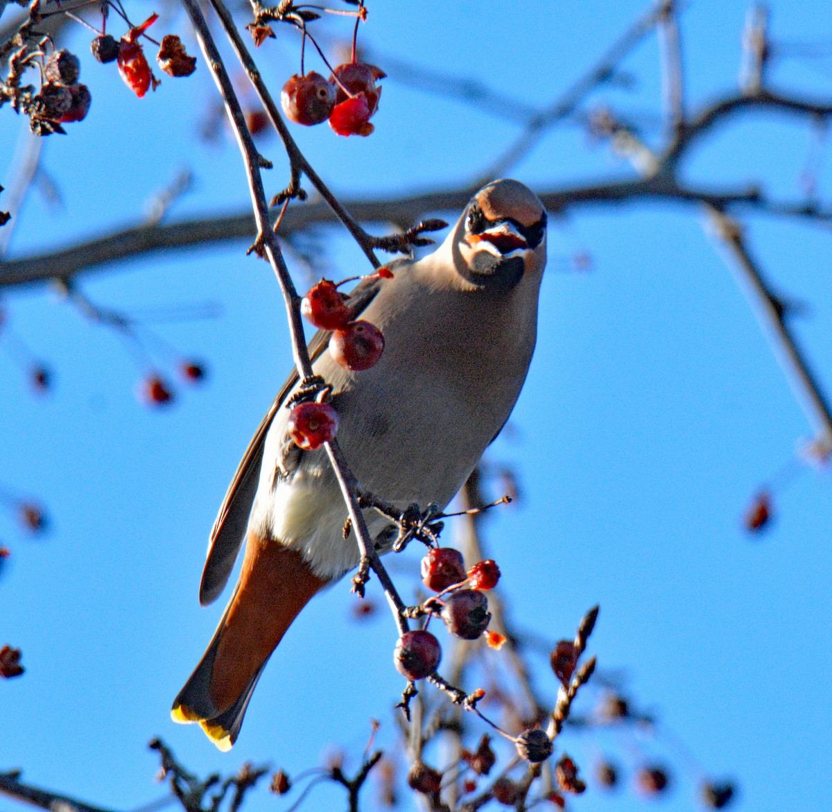 ציצנית - ML646802249