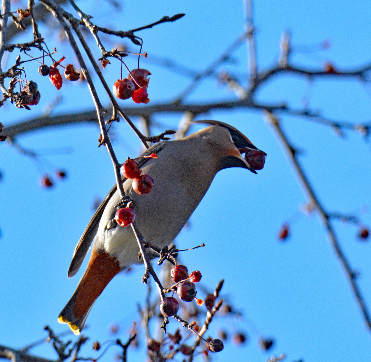 ציצנית - ML646802250