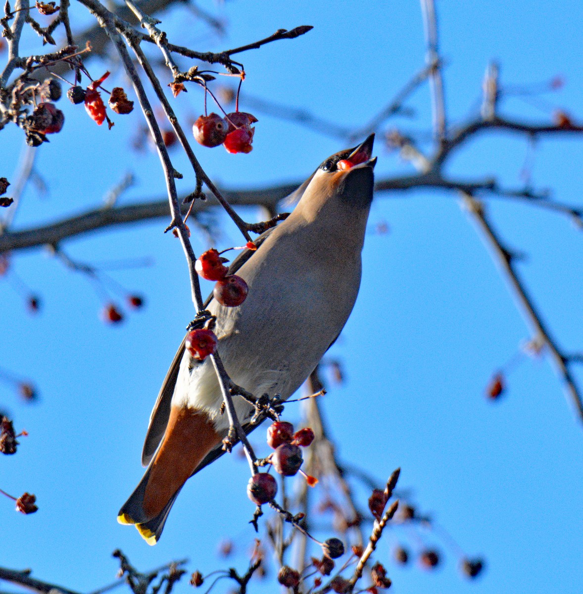 ציצנית - ML646802251