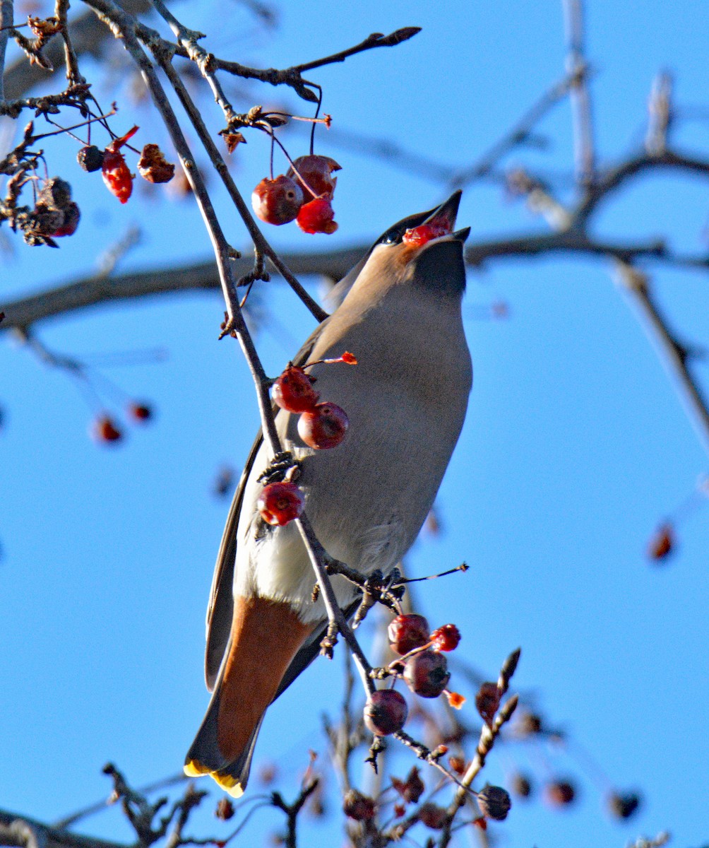 ציצנית - ML646802252