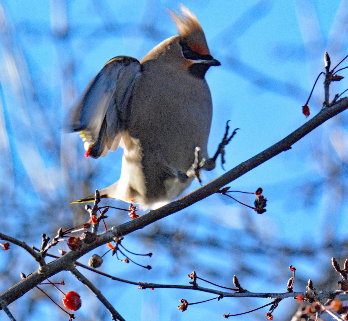 ציצנית - ML646802253