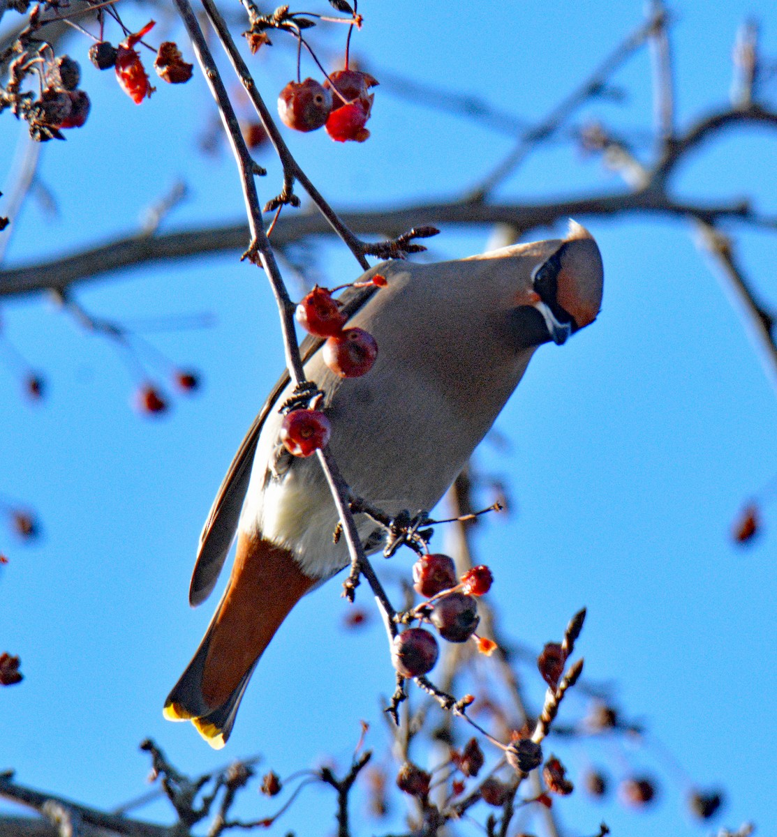ציצנית - ML646802254
