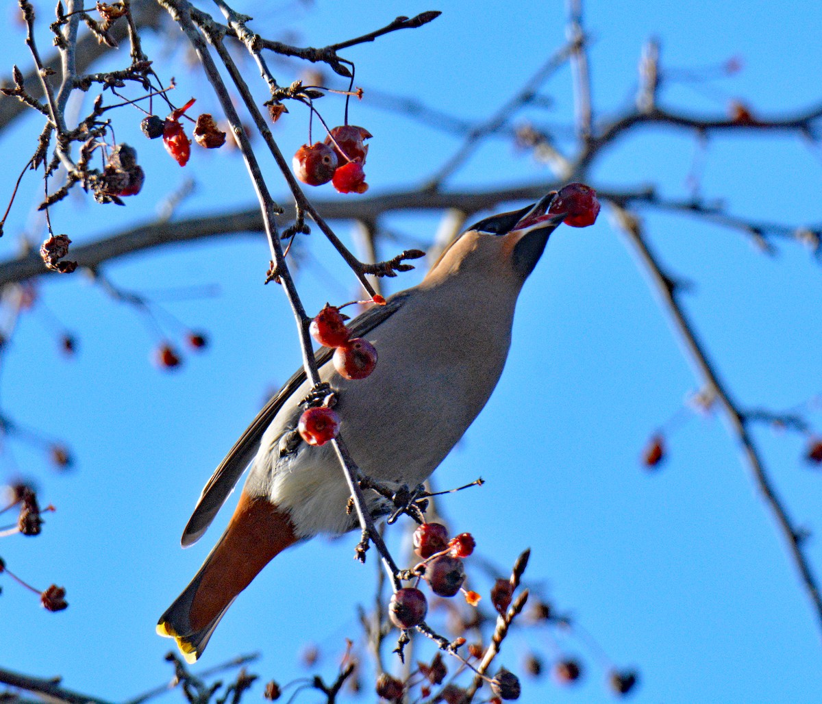 ציצנית - ML646802255