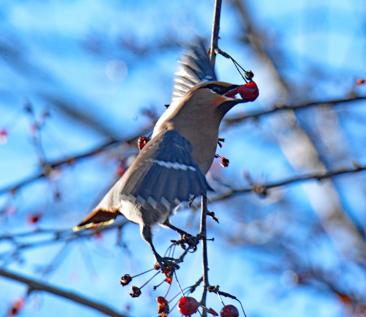 ציצנית - ML646802257