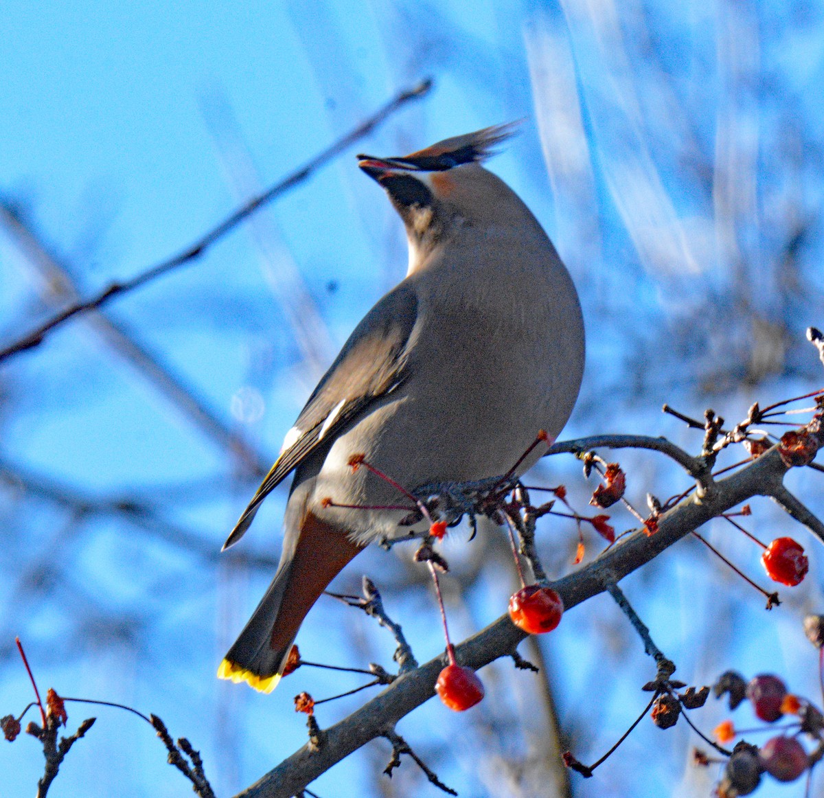 ציצנית - ML646802258