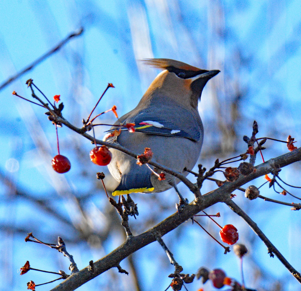 ציצנית - ML646802259