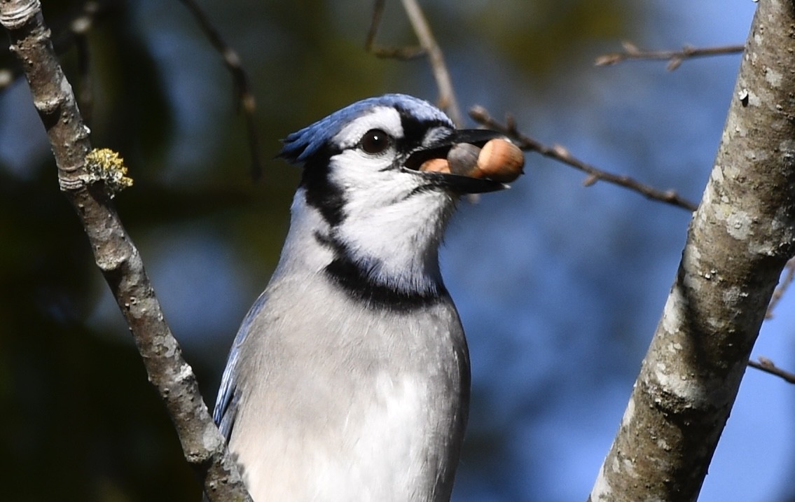 sojka chocholatá - ML646802260
