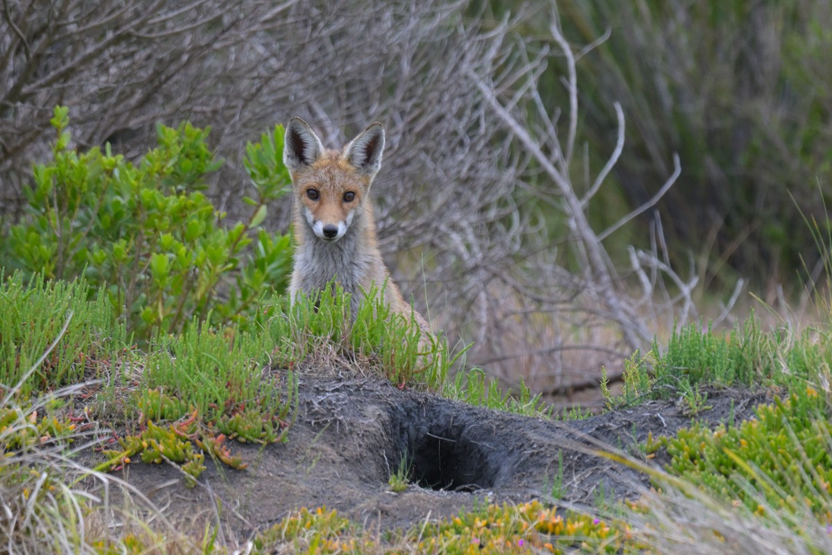 Red Fox - ML646802261