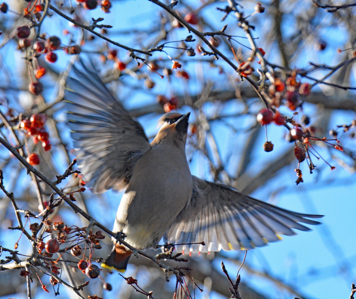 ציצנית - ML646802263