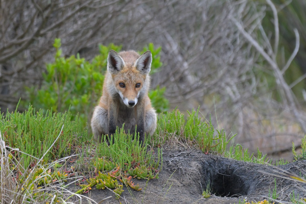 Red Fox - ML646802283