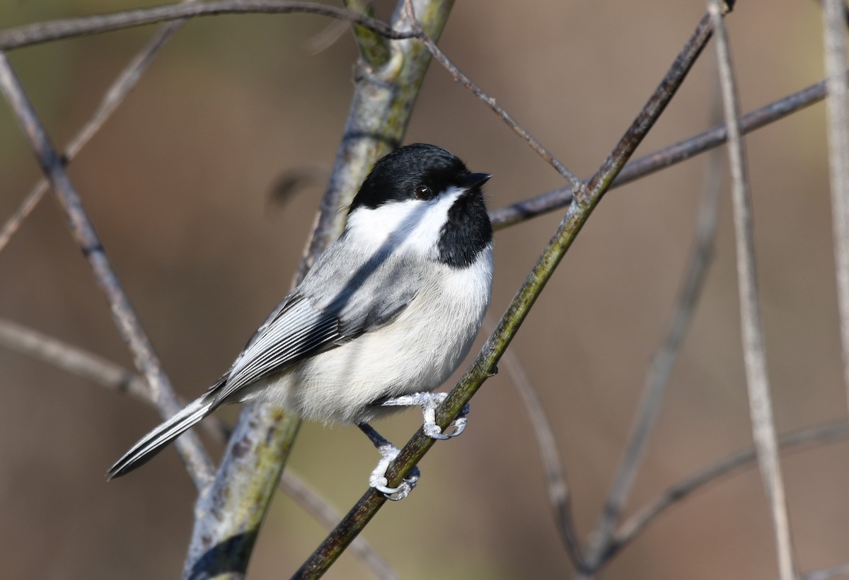 Karolina Baştankarası - ML646802284