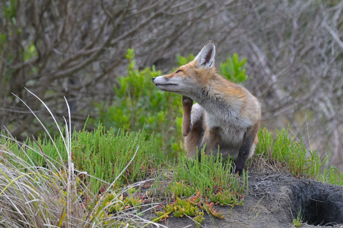 Red Fox - ML646802285