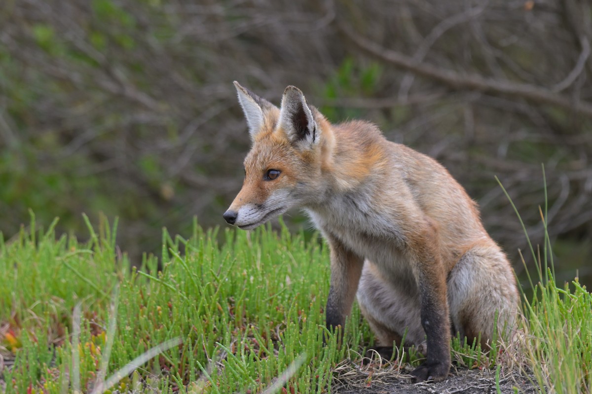 Red Fox - ML646802286