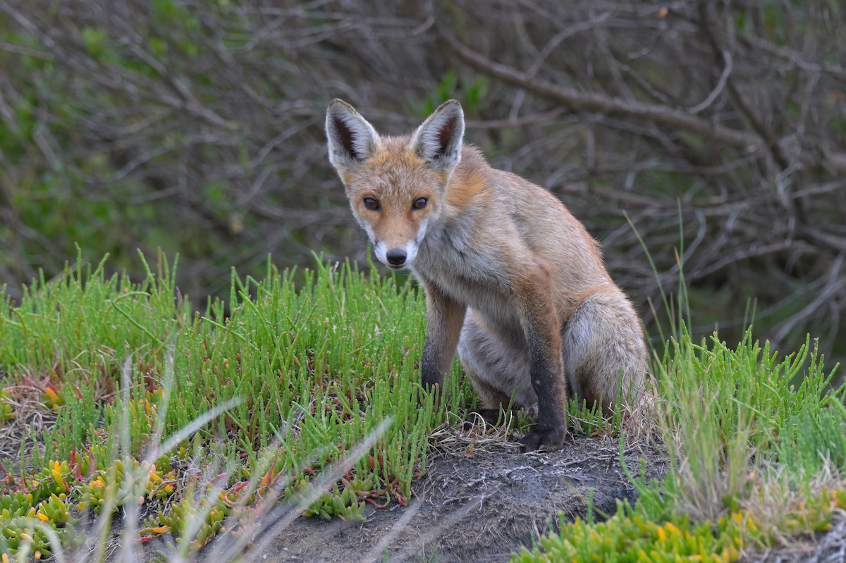 Red Fox - ML646802287