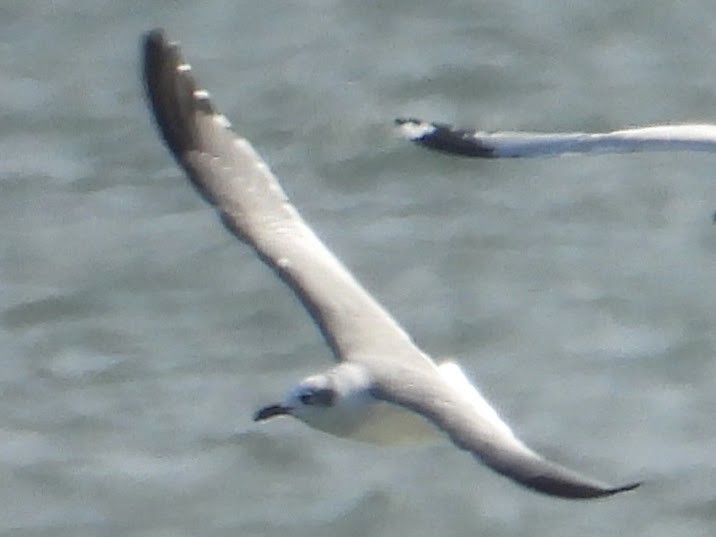 Aztekenmöwe - ML646802289