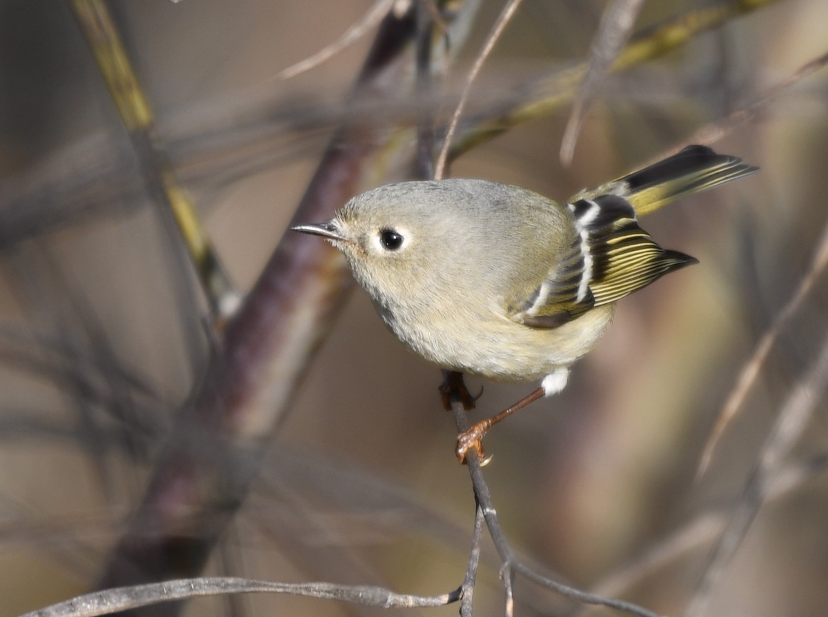 Gözlüklü Çalıkuşu - ML646802290
