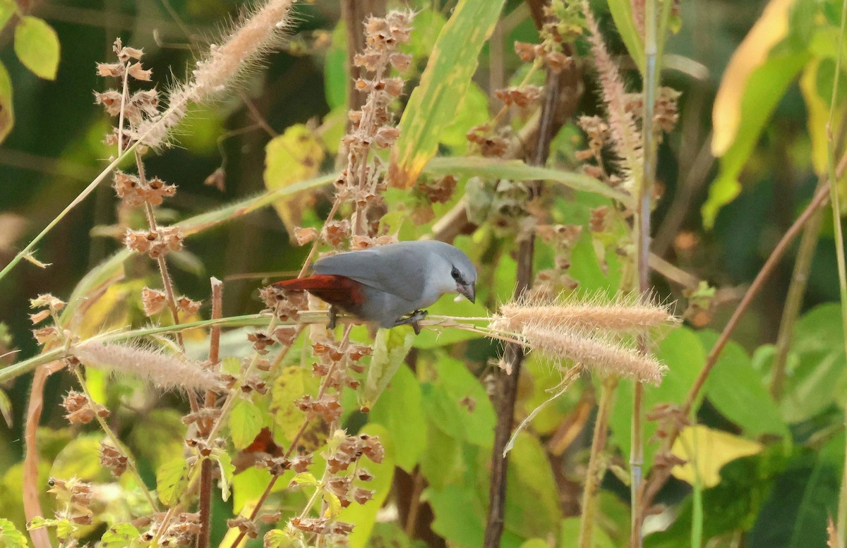 Lavender Waxbill - ML646802291