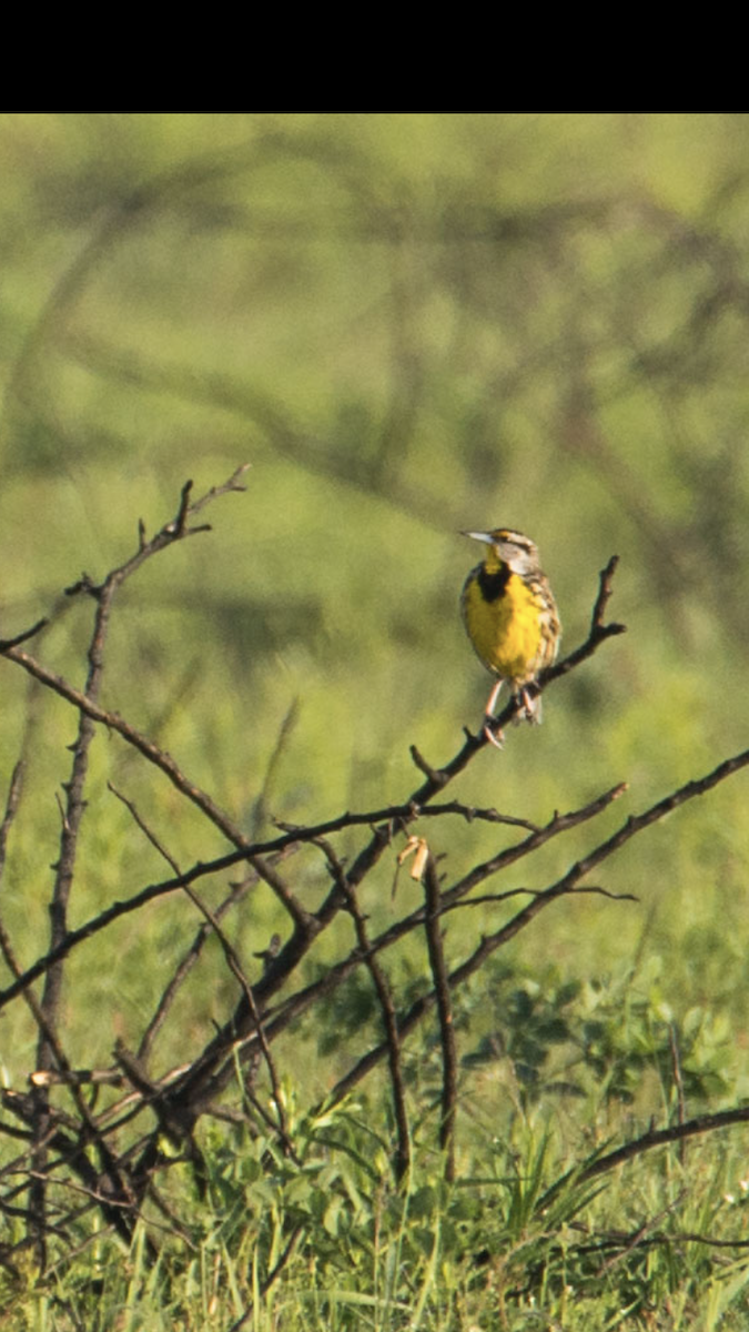 Eastern Meadowlark - ML646802292