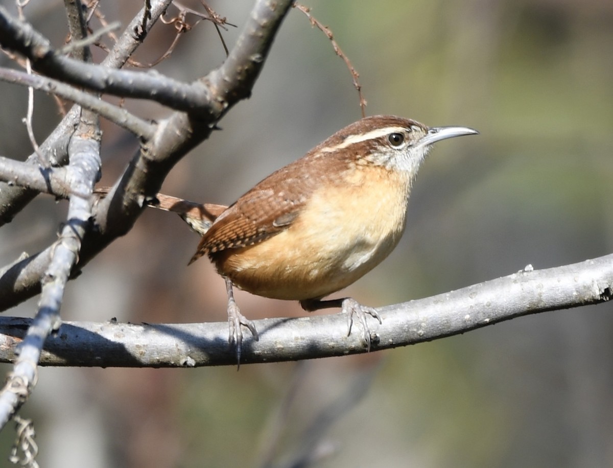 Karolina Çıtkuşu - ML646802294