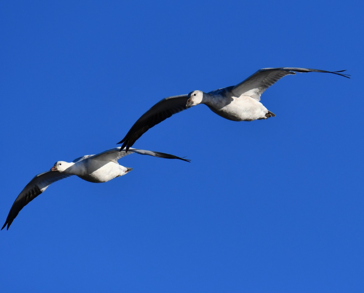 Цасны галуу - ML646802295