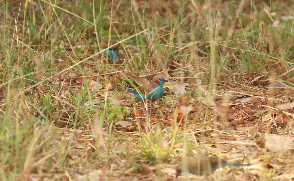 Red-cheeked Cordonbleu - ML646802296