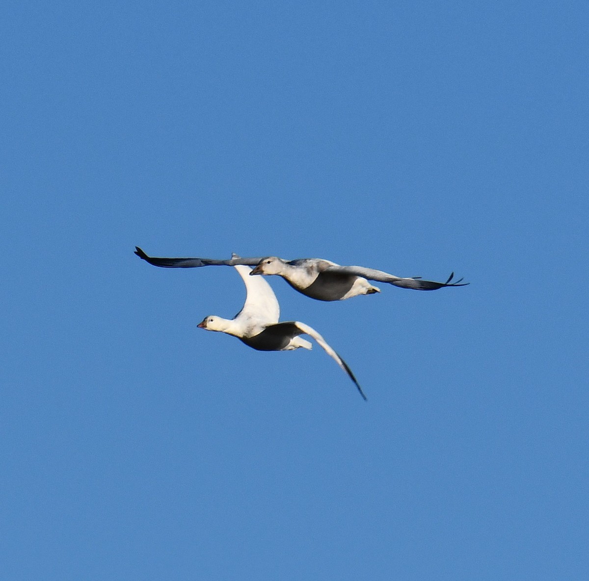 Ross's Goose - ML646802302